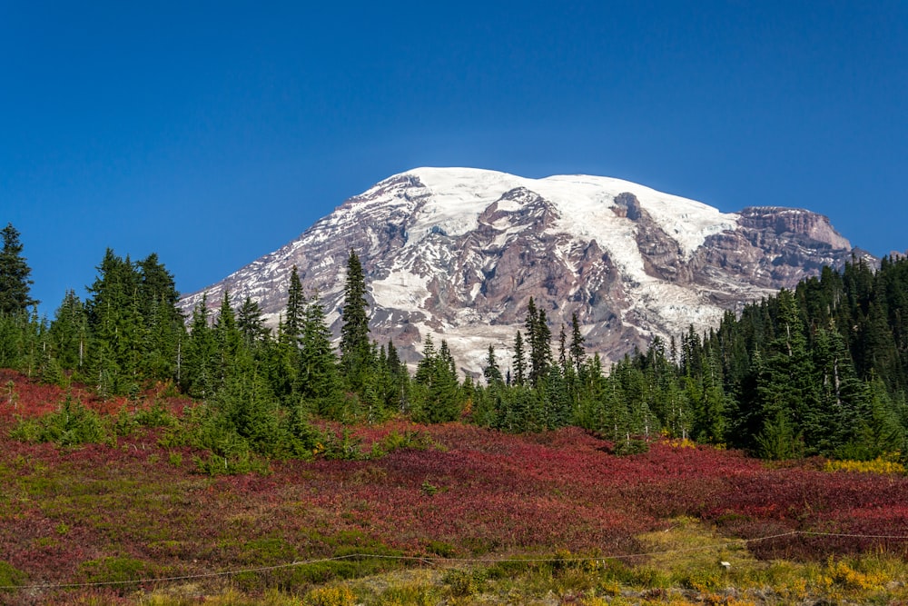 pine trees distance with white mountains during daytime