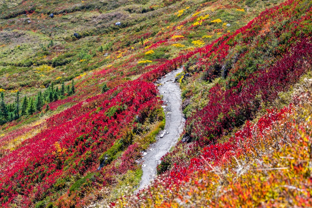 camino en medio del campo de flores rojas y amarillas