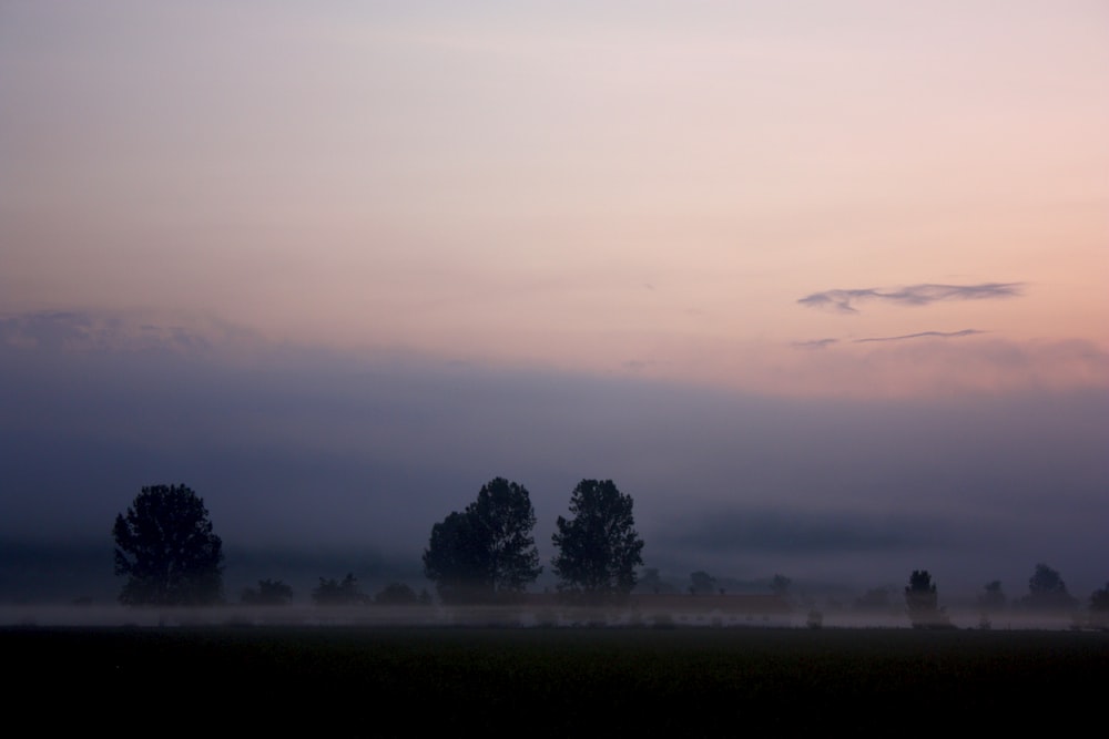 silhouette of trees under cloudy sky during golden hour