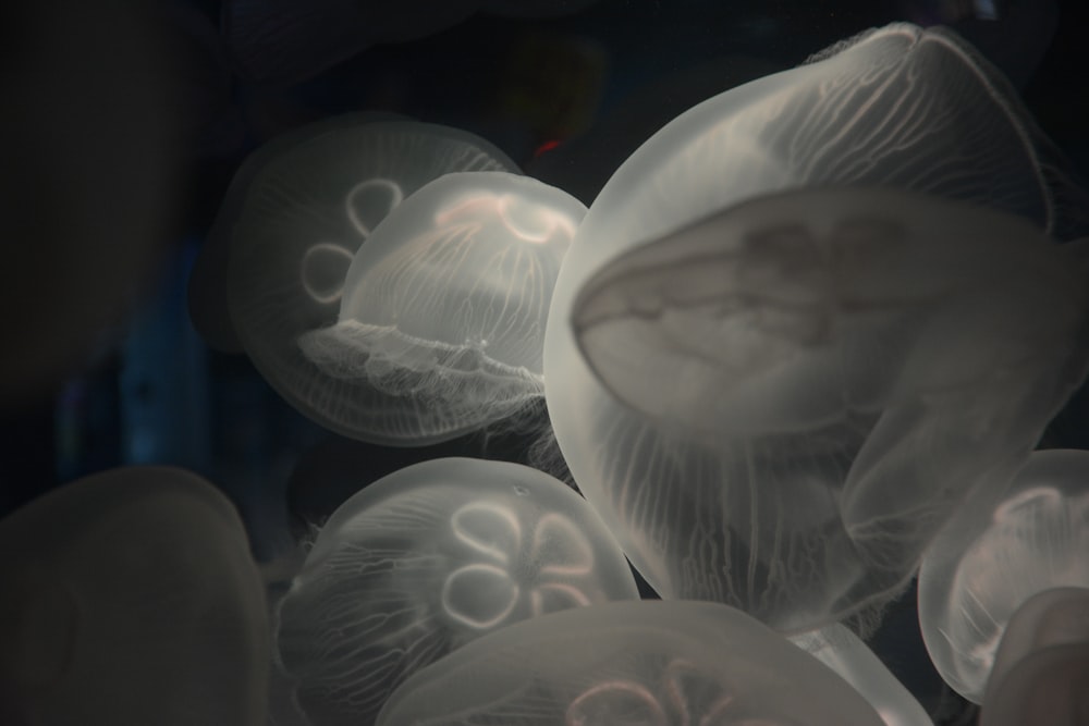 jellyfish photo under water