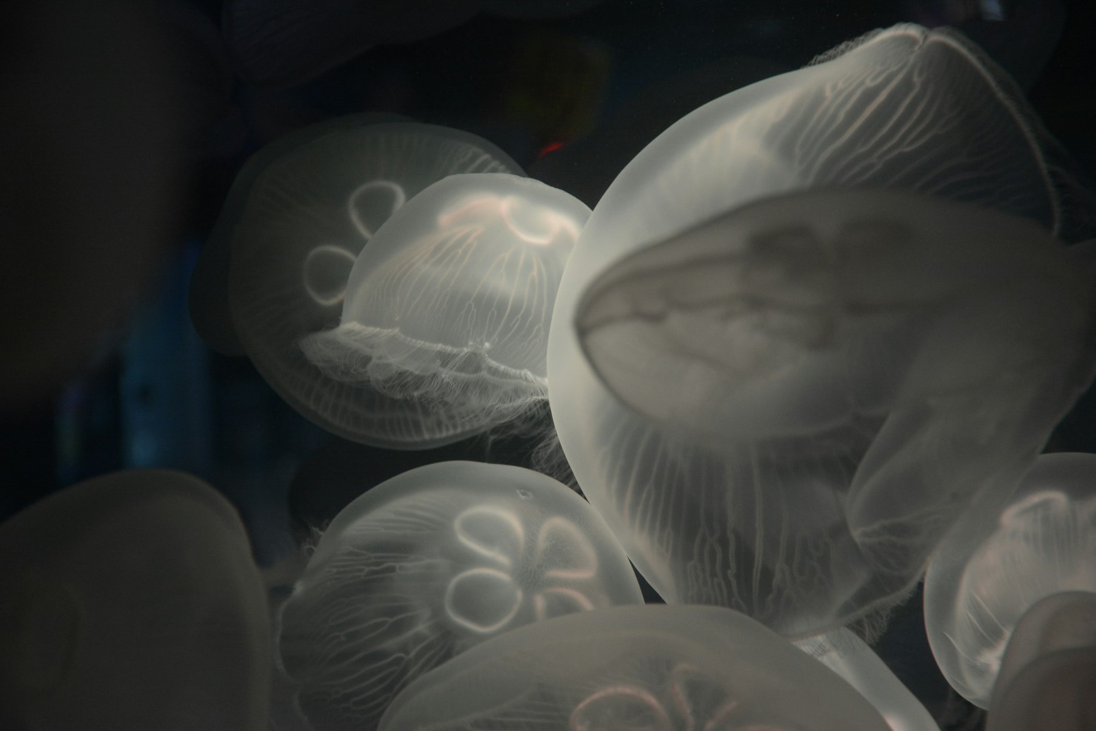 Nikon D7100 sample photo. Jellyfish photo under water photography