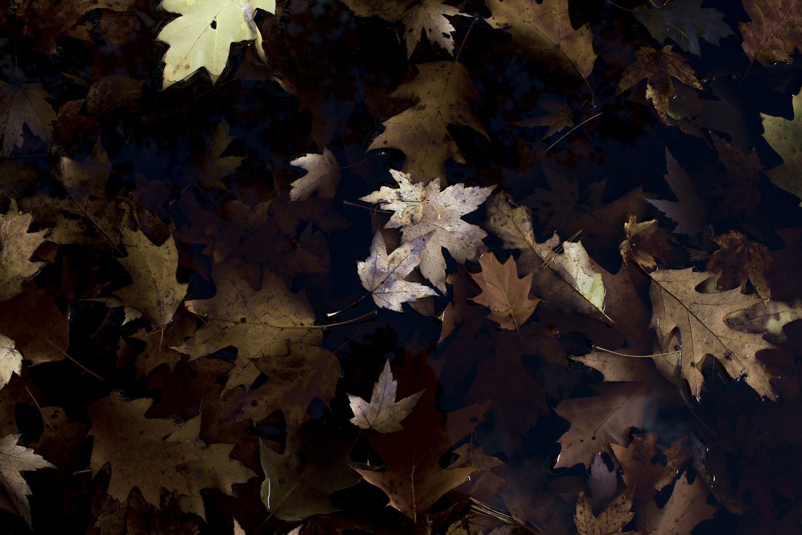 Canon EOS 550D (EOS Rebel T2i / EOS Kiss X4) + Canon EF-S 24mm F2.8 STM sample photo. Brown maple leaves photography