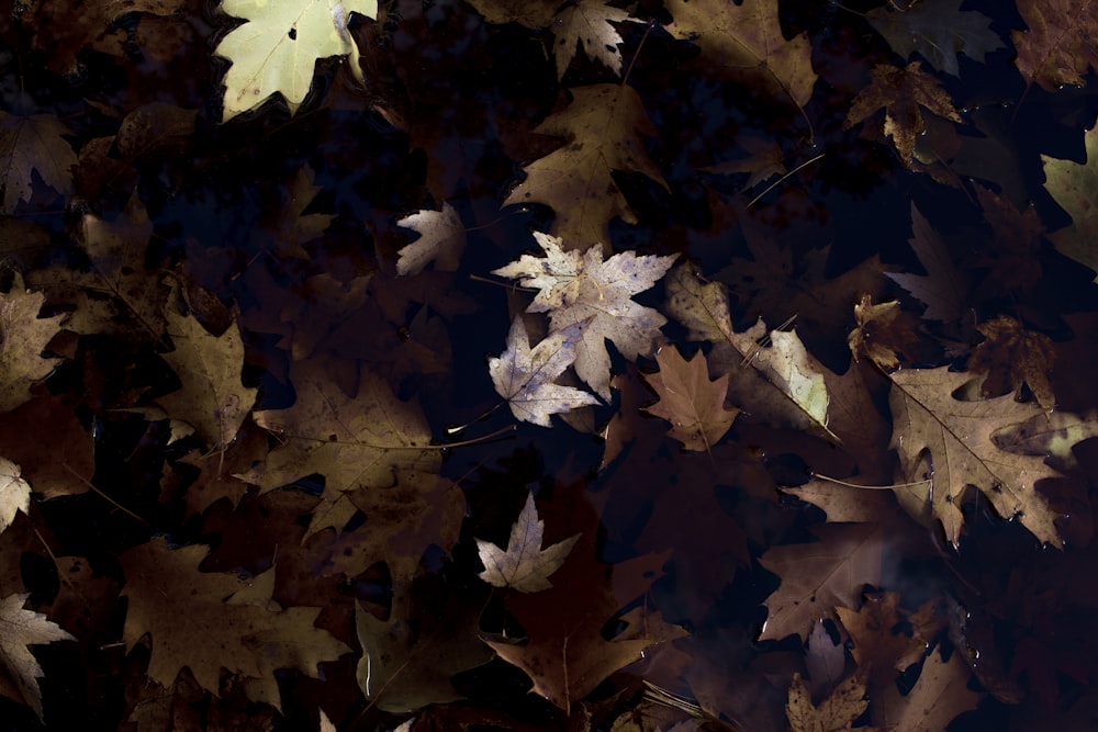 brown maple leaves