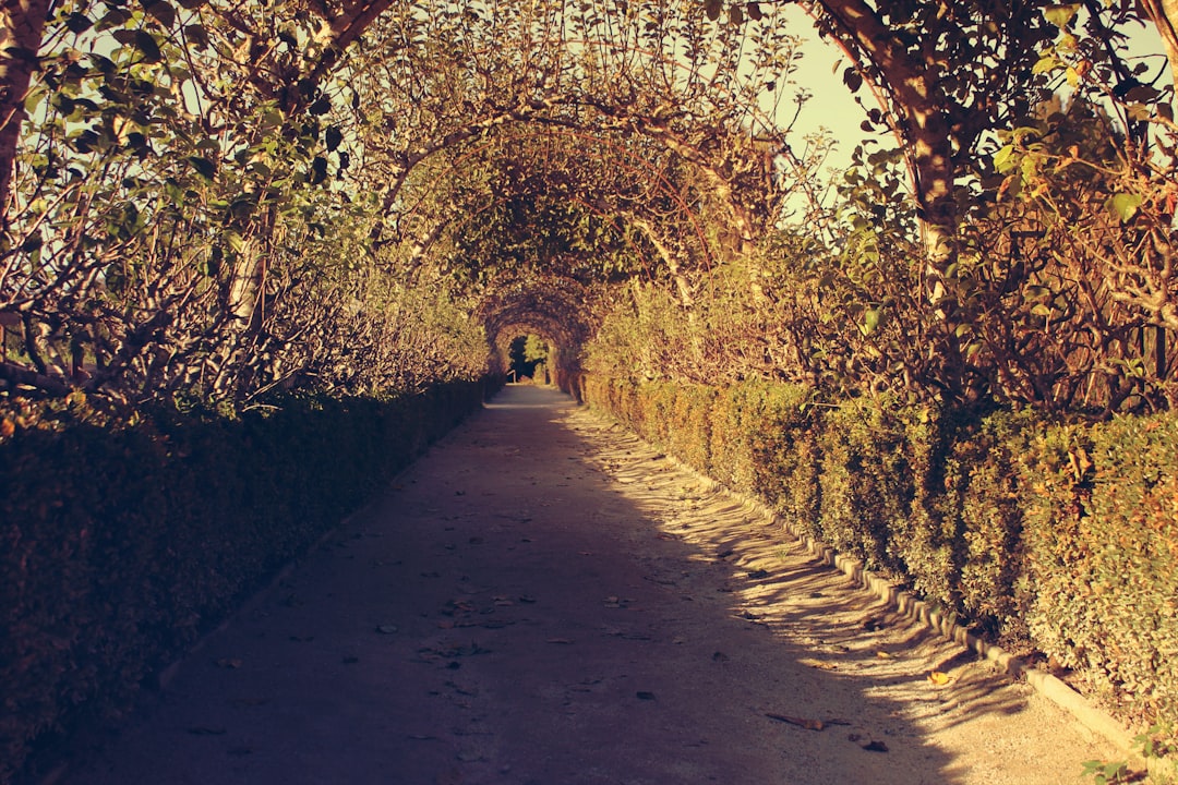 shadow of plants on pathway between green plants, Dirt path through the plant tunnel