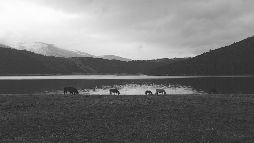 Fotografía de animales en escala gris