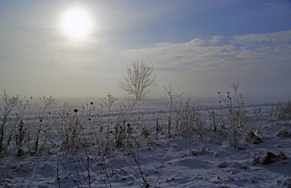 sol brilhando sobre a neve