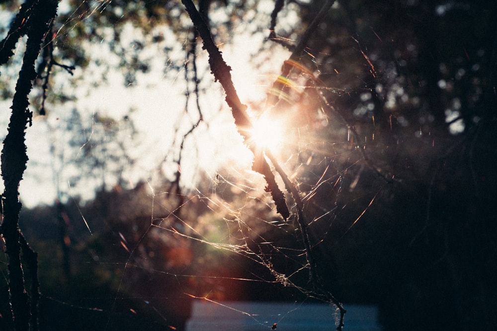 spider web close-up photograph