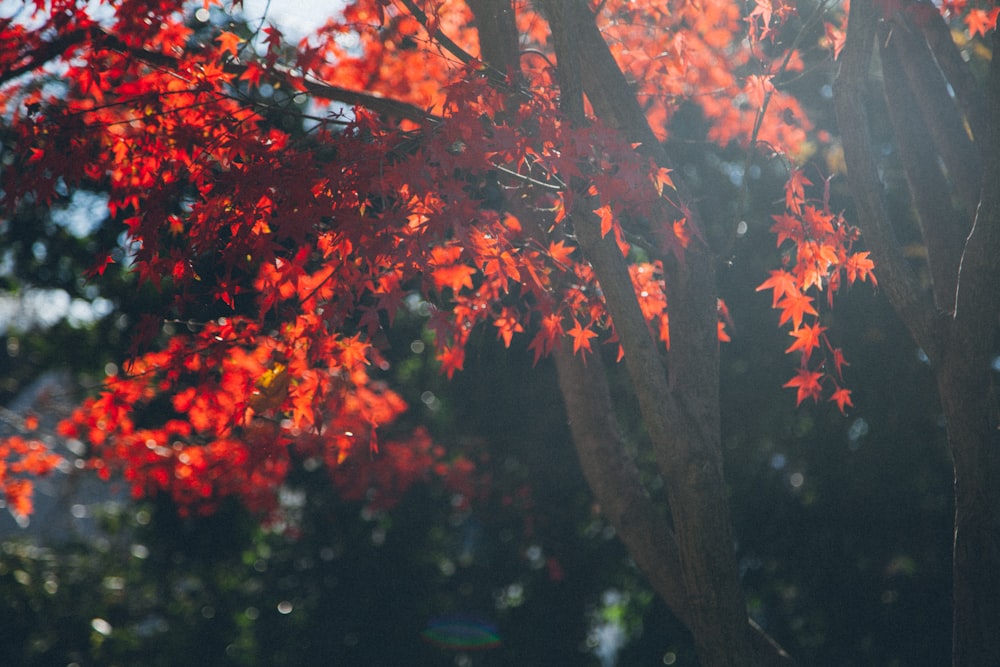 foto ravvicinata dell'acero a foglia rossa