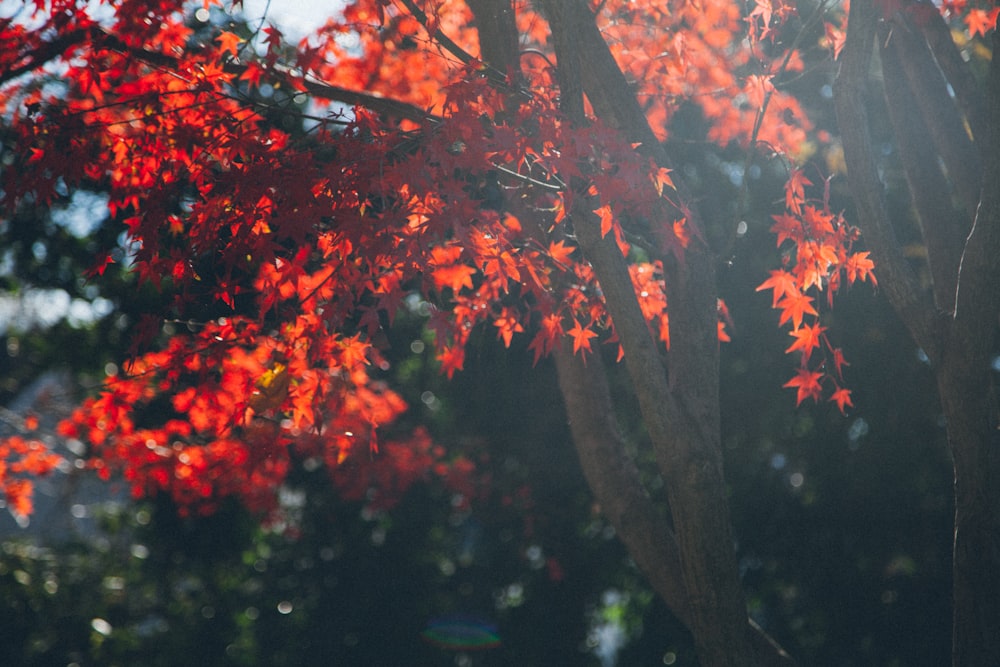 빨간 잎 단풍 나무의 사진을 닫습니다