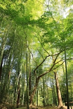 forest under white sky
