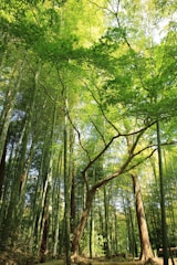 forest under white sky