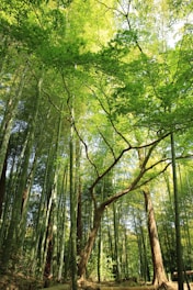 forest under white sky