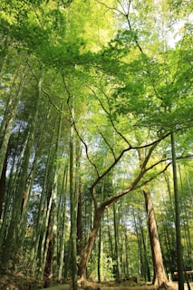 Tall bamboo stalks form a dense forest canopy, allowing sunlight to filter through the lush, green leaves. The scene is tranquil and filled with vibrant shades of green, evoking a sense of peace and connection with nature.