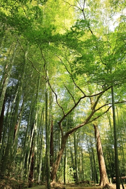 Tall bamboo stalks form a dense forest canopy, allowing sunlight to filter through the lush, green leaves. The scene is tranquil and filled with vibrant shades of green, evoking a sense of peace and connection with nature.