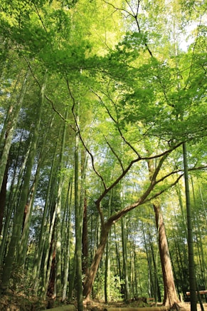 forest under white sky