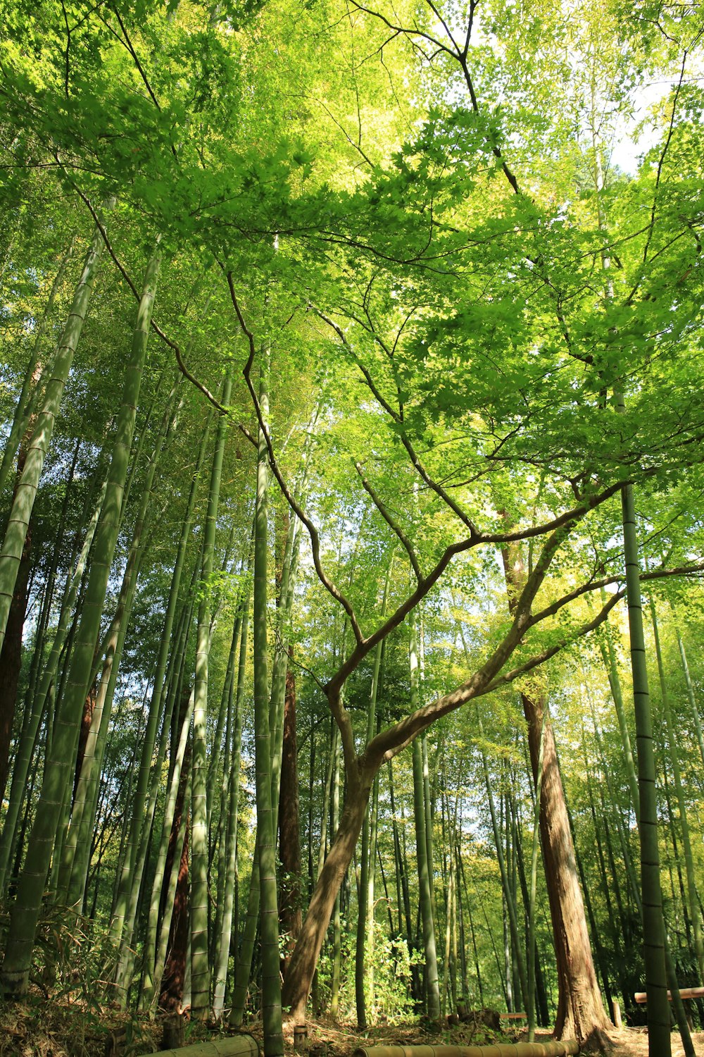 forest under white sky