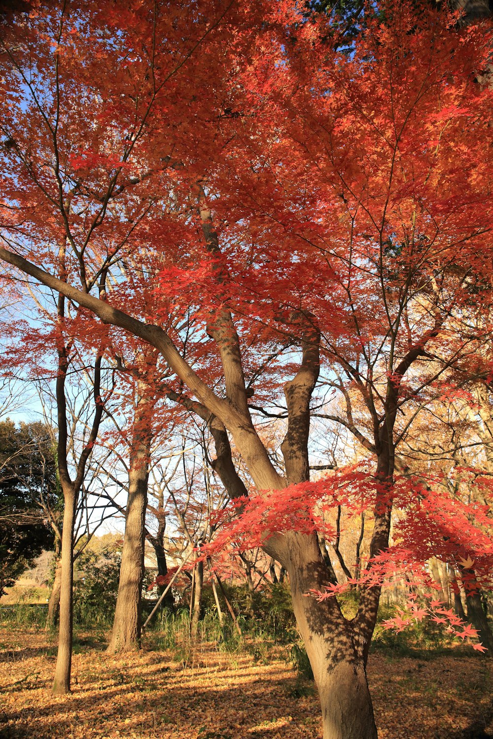 Reddish pink autumn leaves.