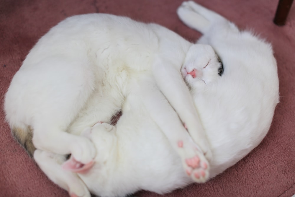 two white cats sleeping side by side