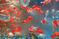 school of red gold fish