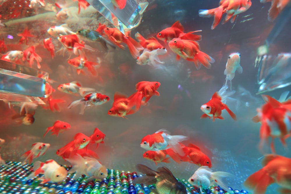 school of red gold fish