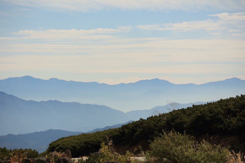 mountains covered with green plants