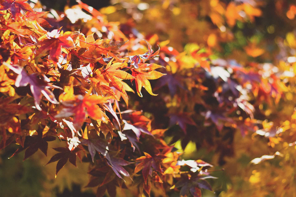 The image depicts a close-up view of a tree branch adorned with vibrant autumn leaves, showcasing a variety of colors including reds, oranges, and yellows. The leaves are arranged in an overlapping manner, creating a sense of depth and texture within the frame. The background is blurred, drawing focus to the intricate details of the leafy branches against a soft, out-of-focus blur that adds a touch of tranquility to the scene.

The image does not contain any discernible text or countable objects, making it an abstract representation of nature's beauty and the changing seasons.