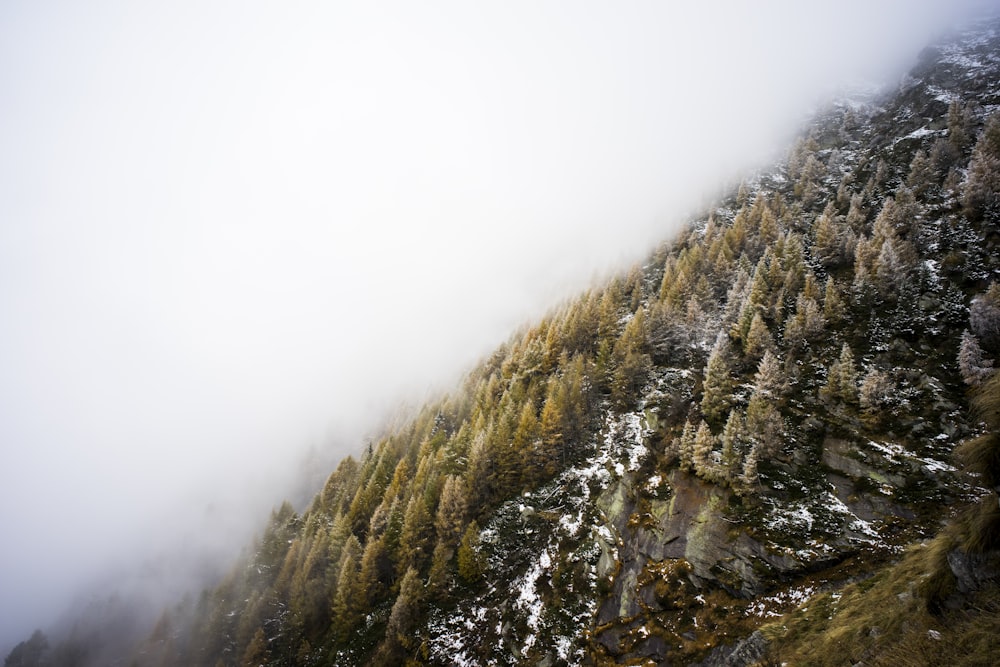 Niebla blanca sobre los pinos en la montaña