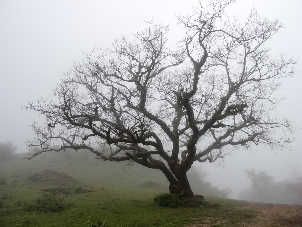 arbre flétri pendant la journée