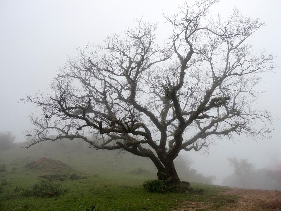 The ledger account tree