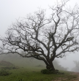 wilted tree during daytime