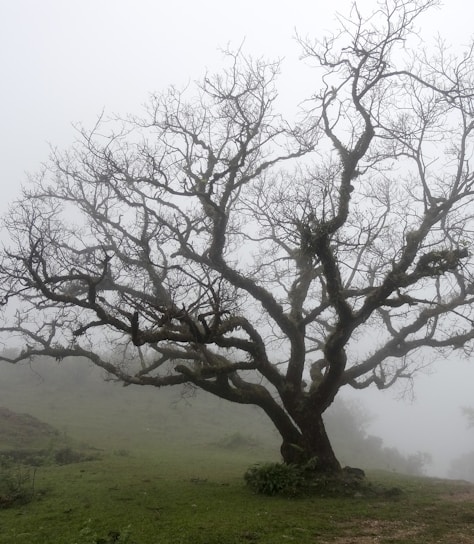 wilted tree during daytime