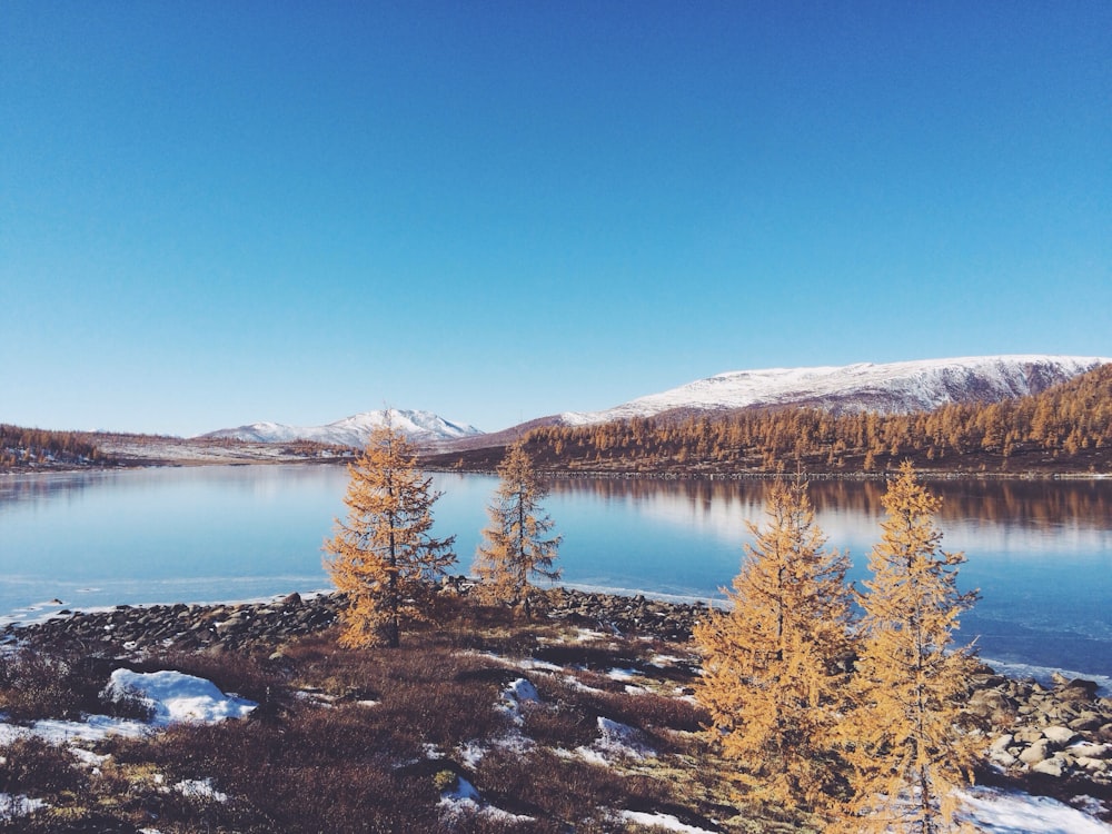 body of water between forest