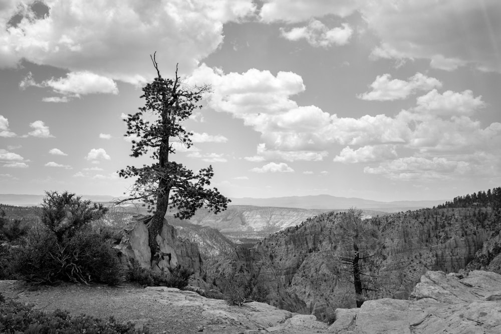 grayscaled photo of tree