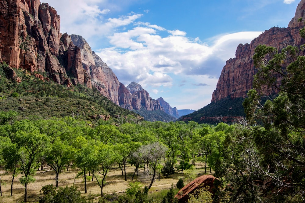 green leafed trees between two rock formations