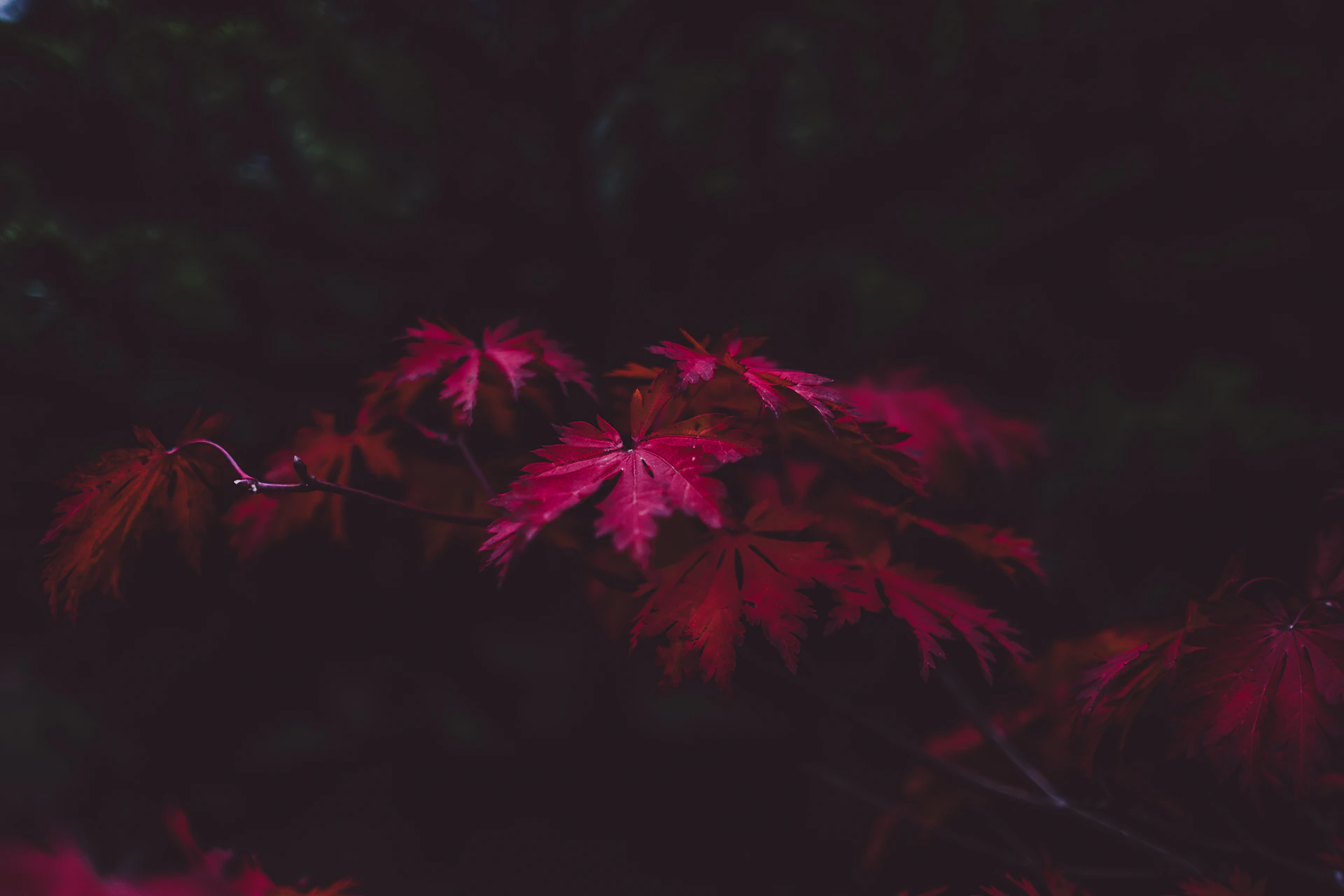 selective focus of purple leaf plant