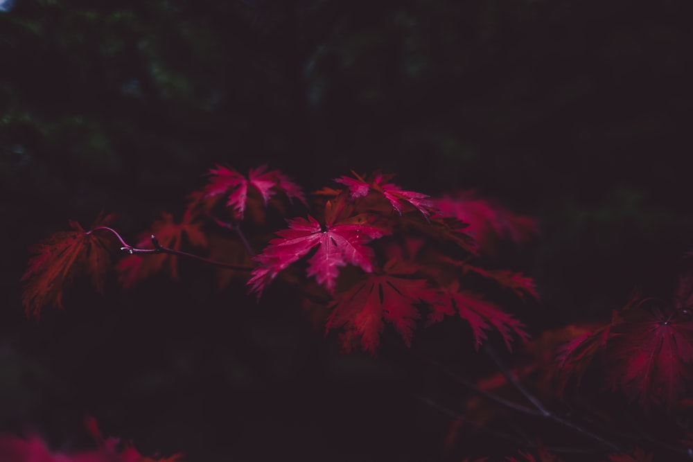 selective focus of purple leaf plant