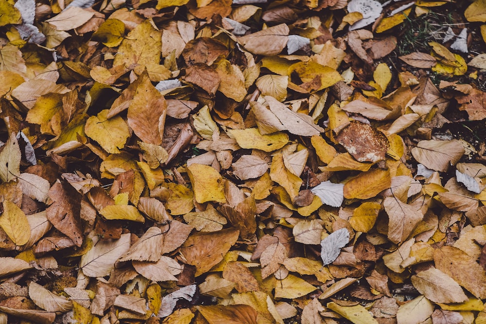 terreno coperto di foglie autunnali