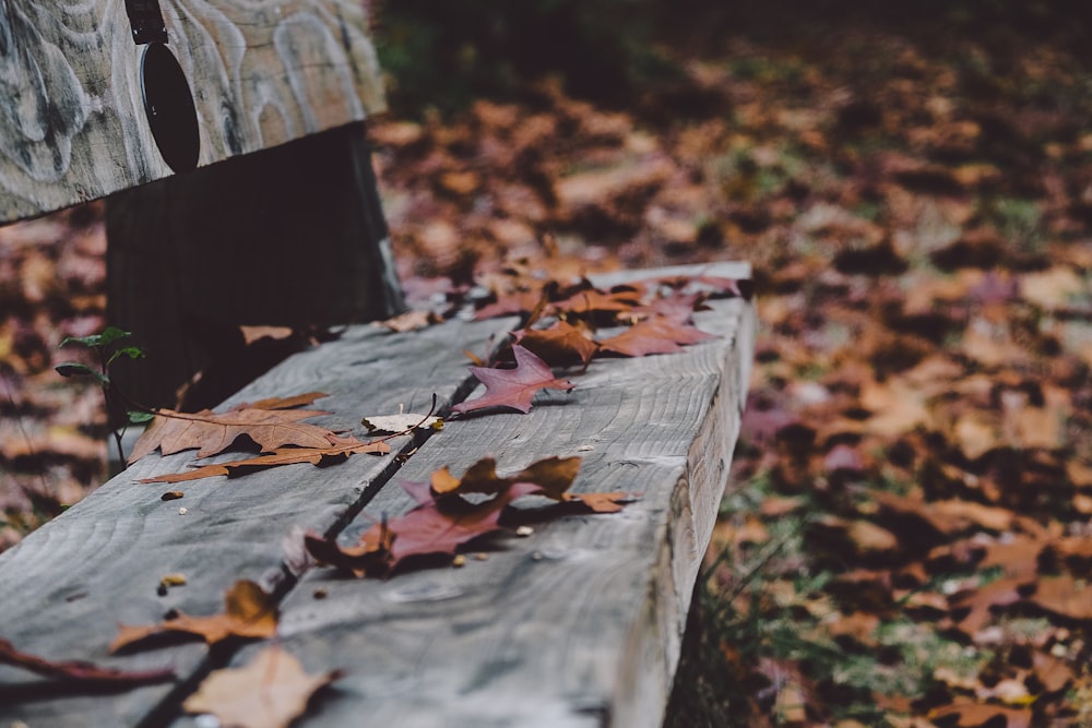 dried leaves on gray bench