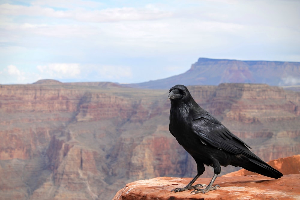 cuervo negro en la cima del Gran Cañón, Arizona
