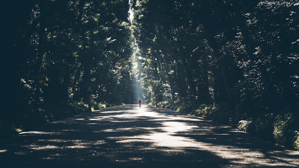 person standing between inline trees