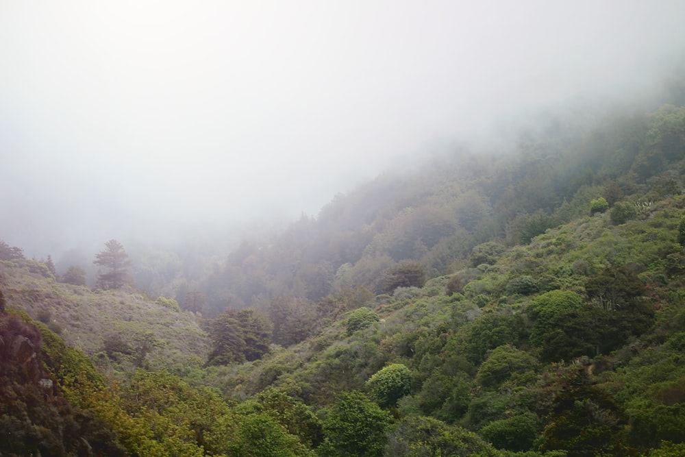 aerial view of green trees during dog