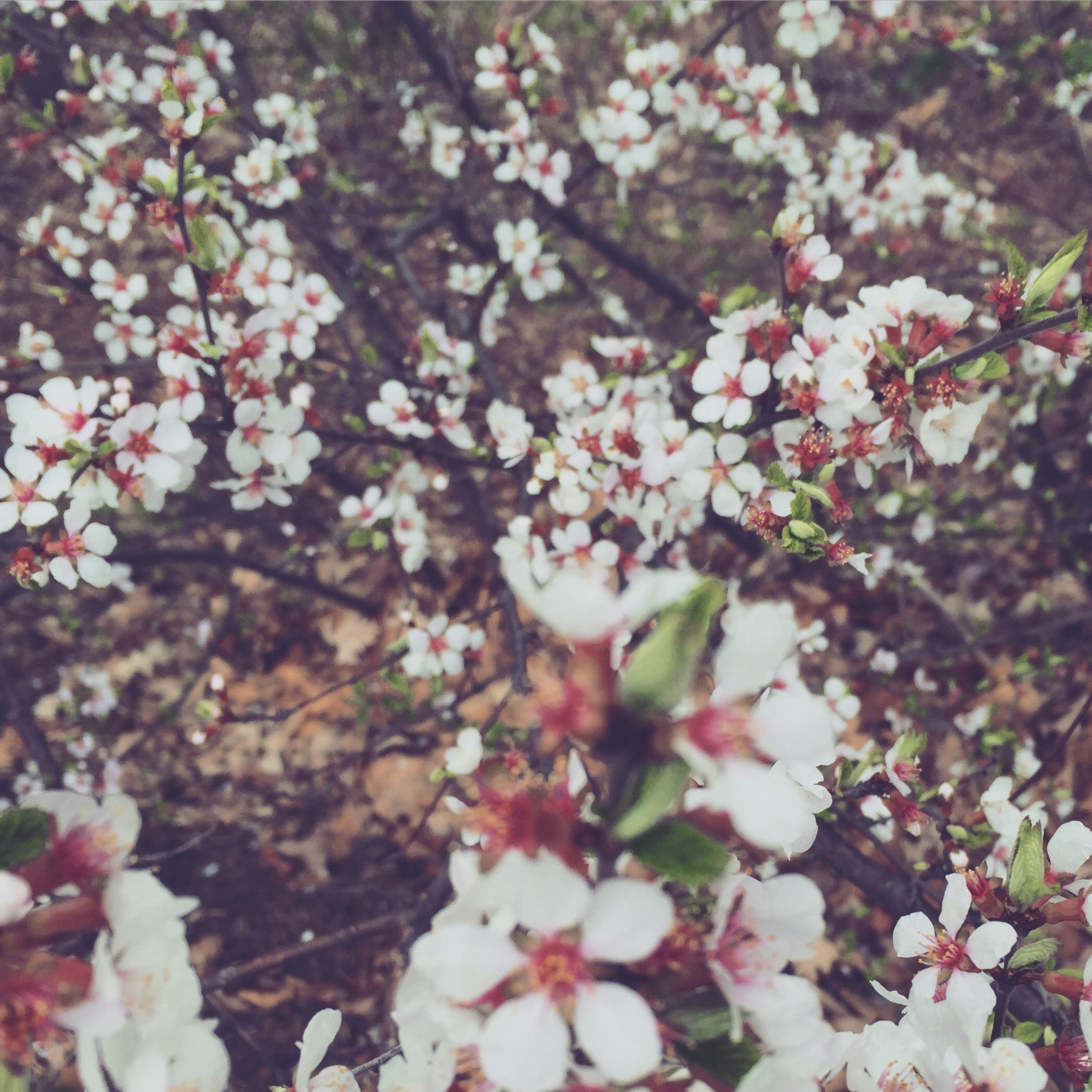 Free Unsplash photo from Ashley Tyllia