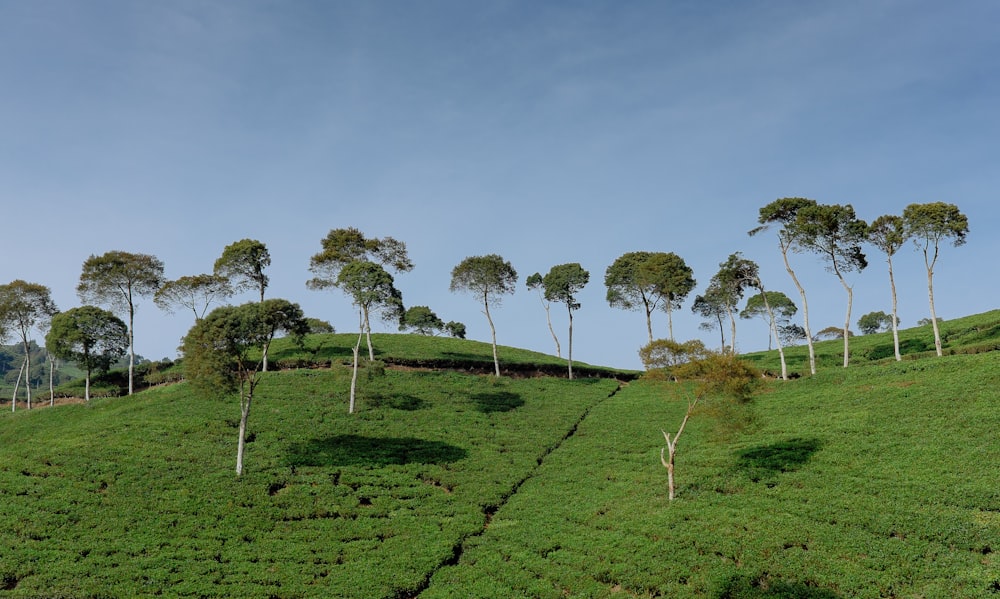 Campo de árboles