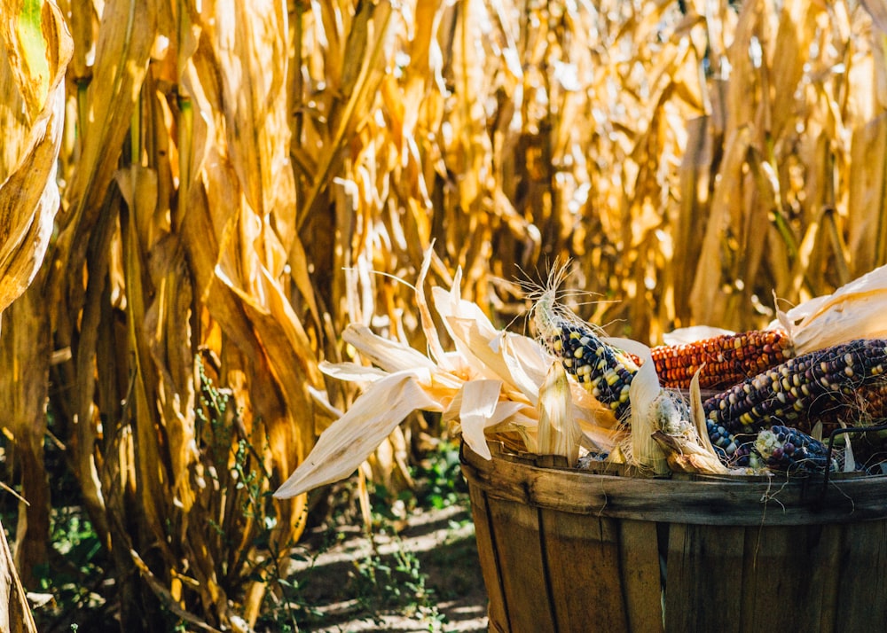 photo of corn field