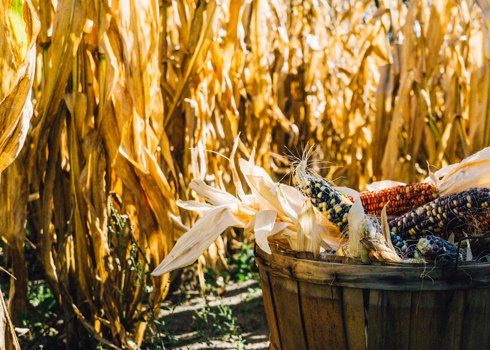 Foto de un campo de maíz