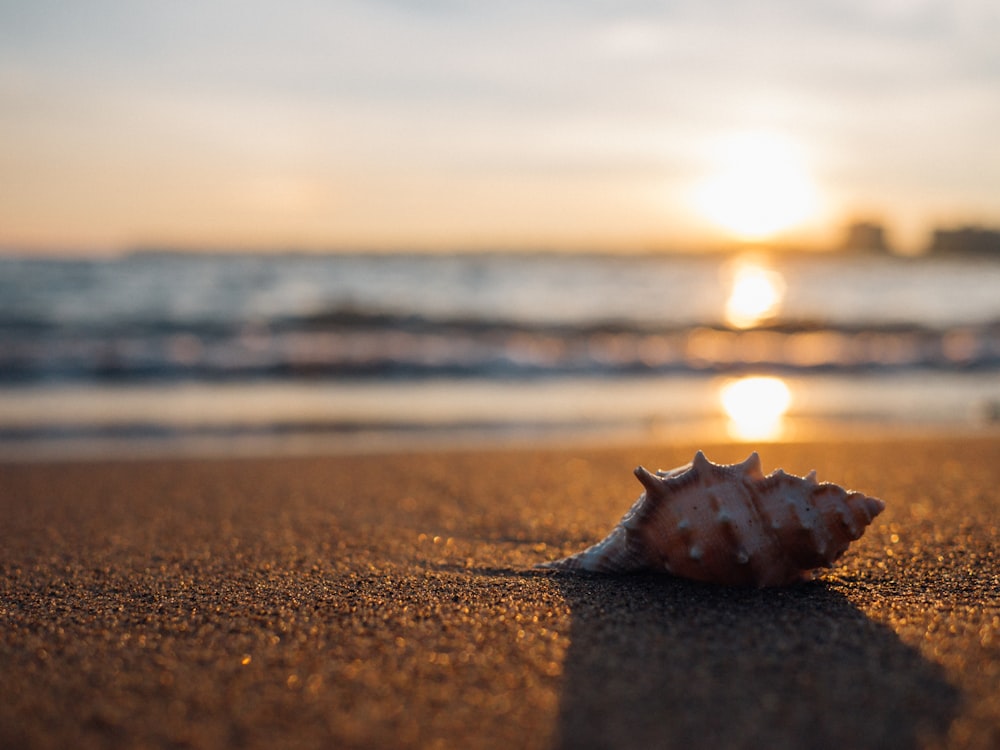 gray seashell on the seashore selective focus photography