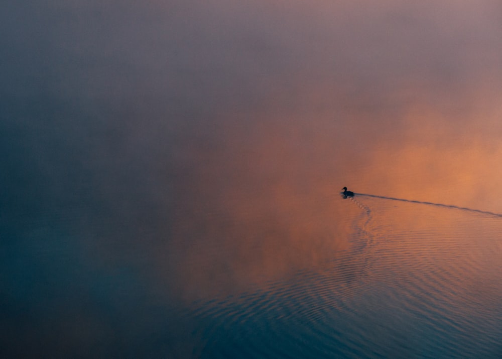 duck swimming on body of water