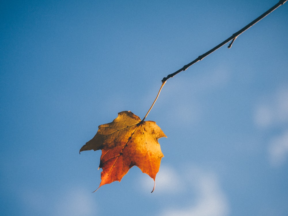 selective focus of yellow and red maple leaf