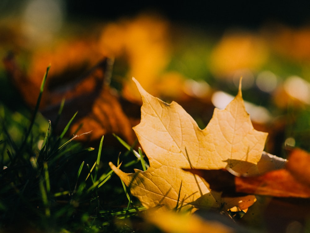 A yellow leaf in the grass.