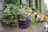 A vibrant window box filled with a variety of blooming flowers spills over the edge. Bright colors such as purple, yellow, and white dominate the display, punctuated by lush green foliage. The wooden window box is attached to a gray clapboard wall, adding a rustic charm to the scene. The flowering plants appear healthy and abundant, creating a lively and cheerful atmosphere.